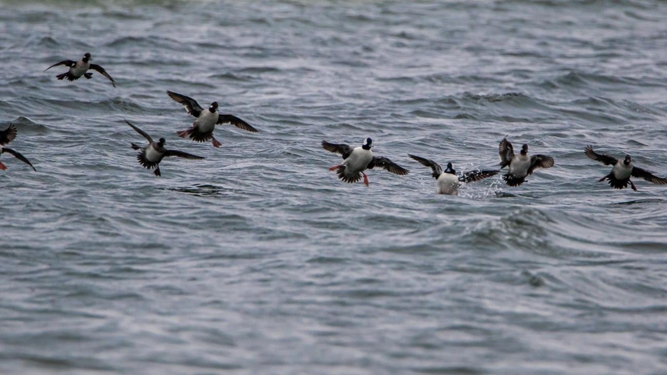 A flock of ducks lands in the water.