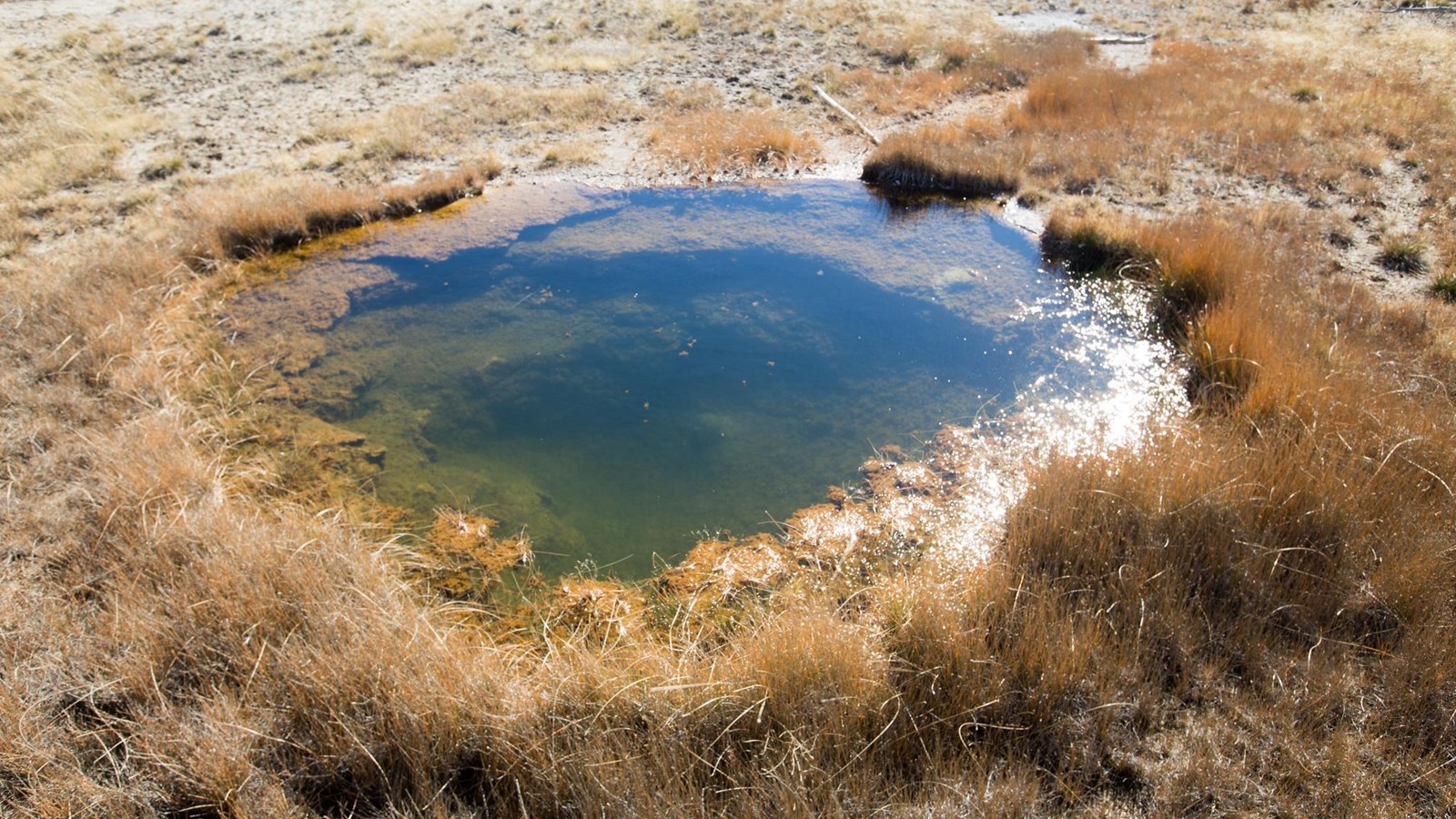 A small hot spring with algae on the edges surrounded by dry grasses.