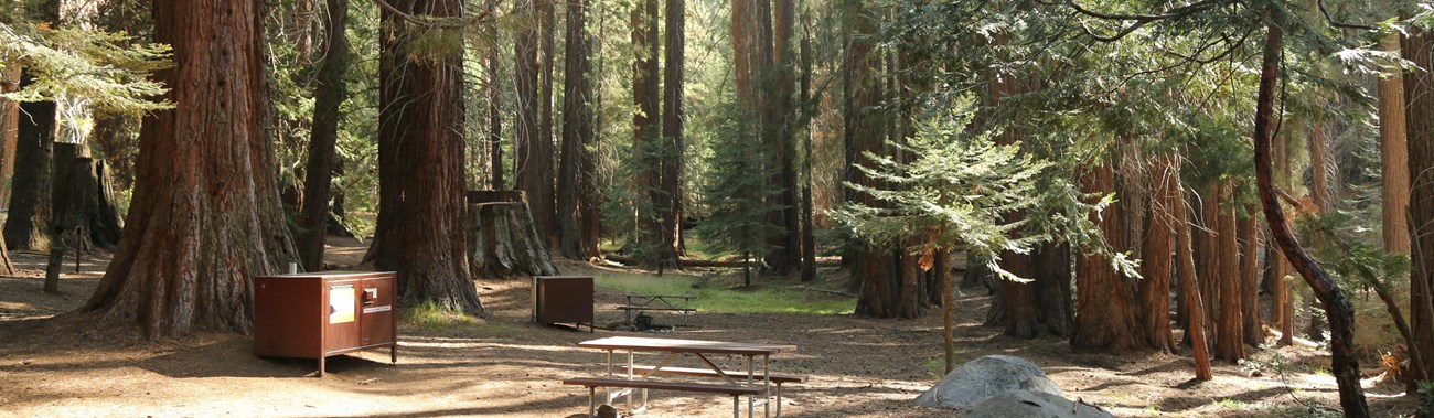 A campfire ring, picnic table, and bear box are in a clearing under Sequoia trees