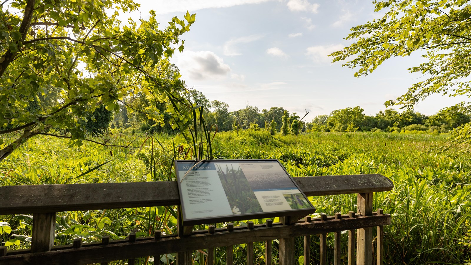 An informational panel in front of a marsh