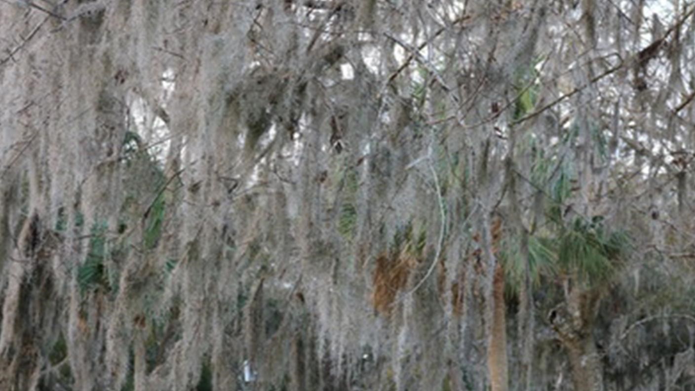 grey strands of a plant hand from tree branches