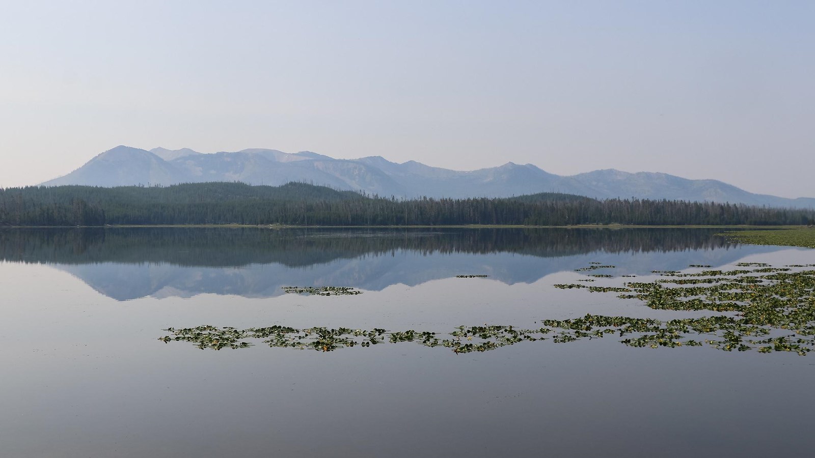 A lake covered in lily pads sits in front of a mountain.