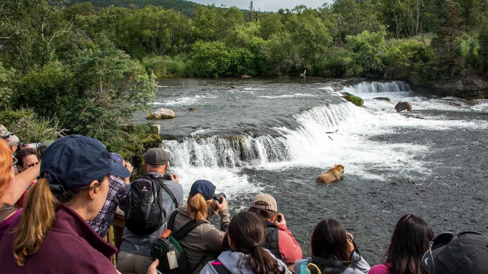 Many visitors looking toward a small water fall and bears fishing in the river