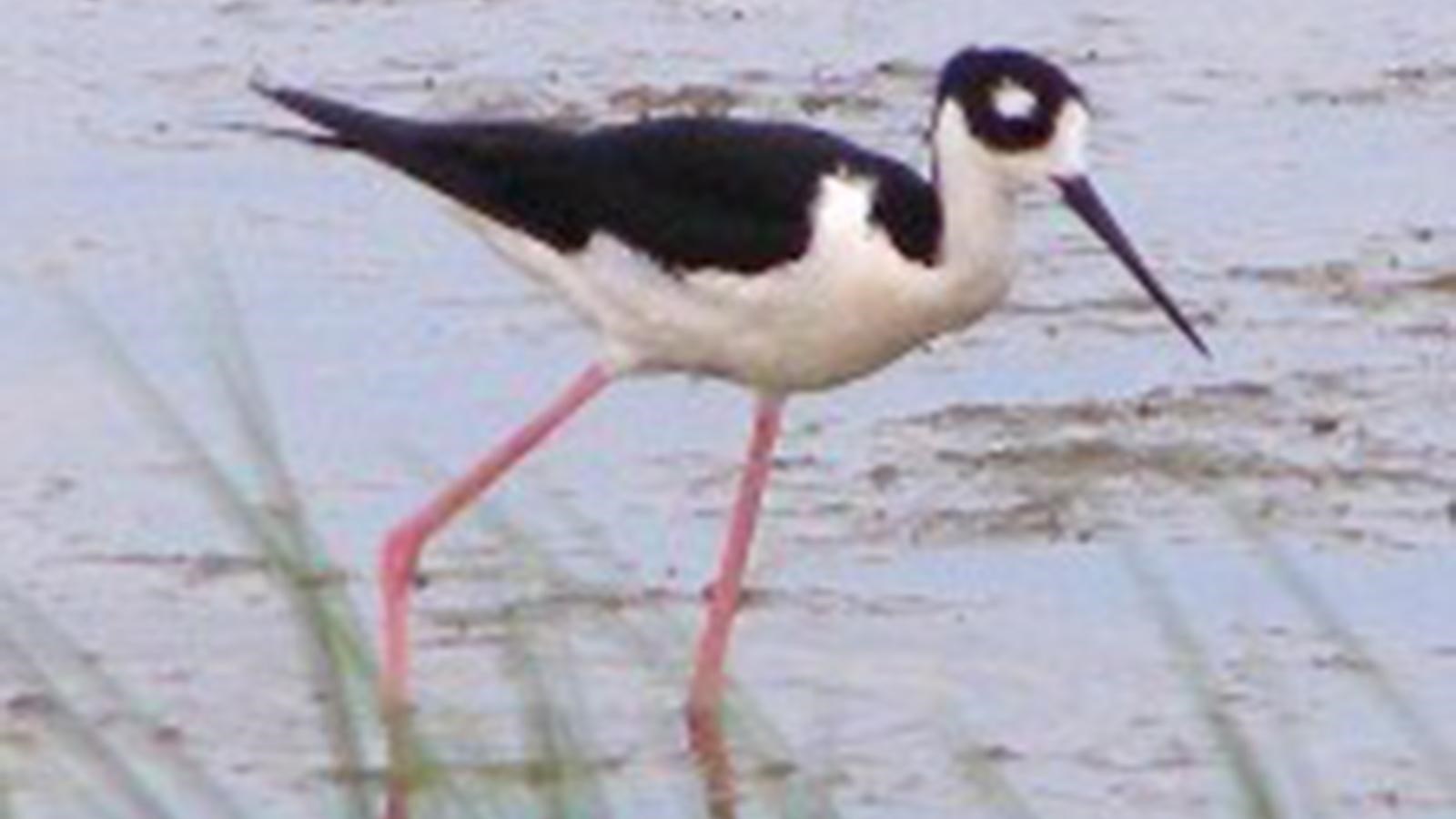 Black & white bird with long bill and legs walking in shallow water.
