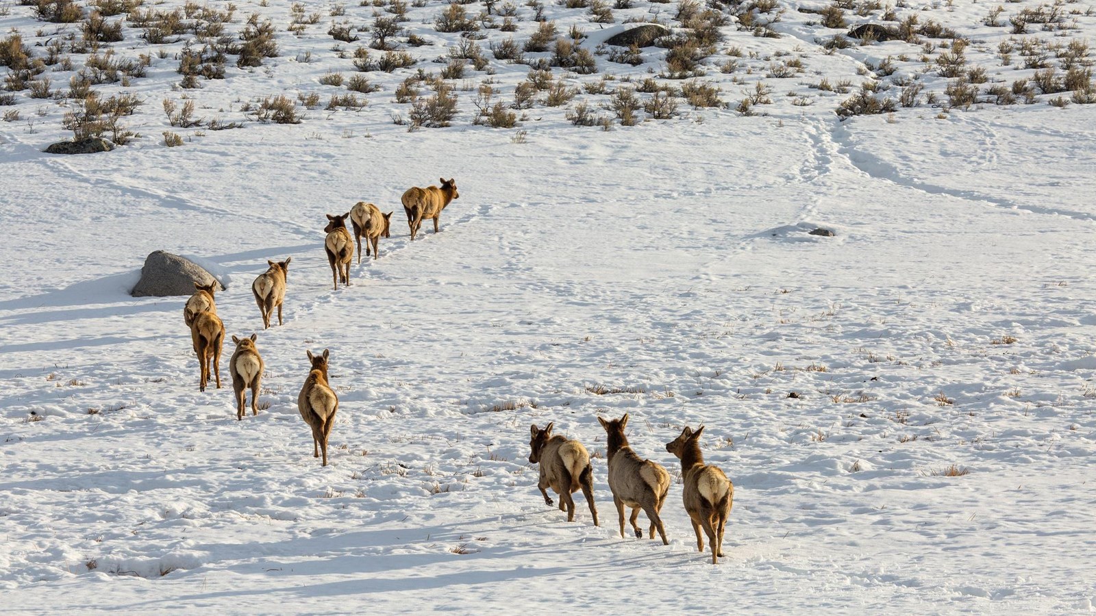 A herd of elk walks in a line through a shallow snowpack in the sagebrush.