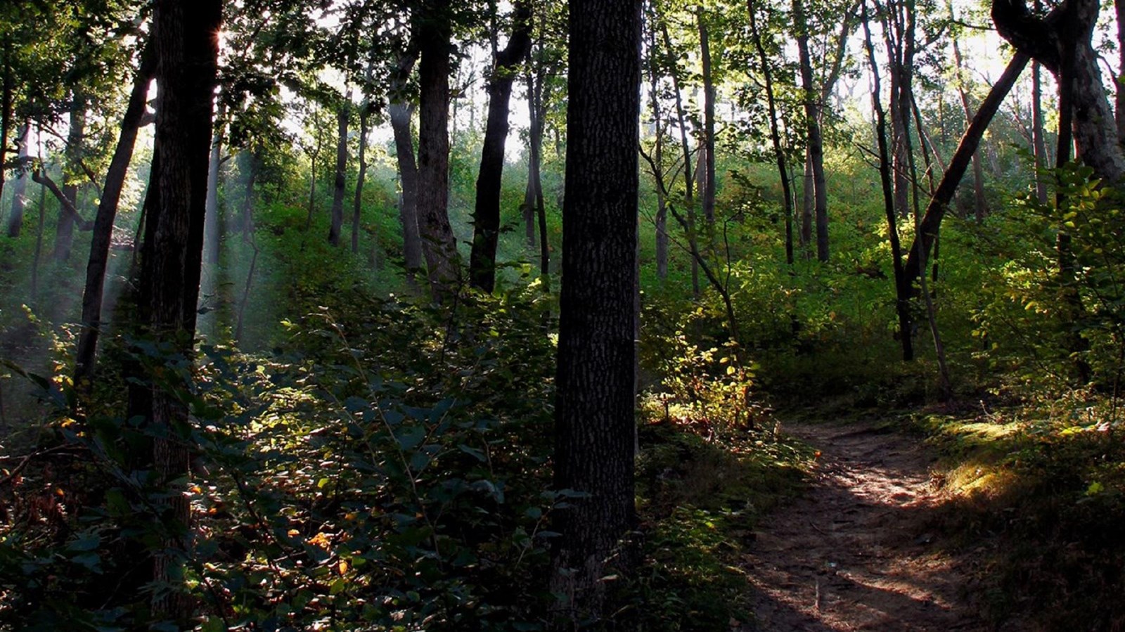 A sandy trail winds through an oak forest.  The sunlight gleams through the trees.