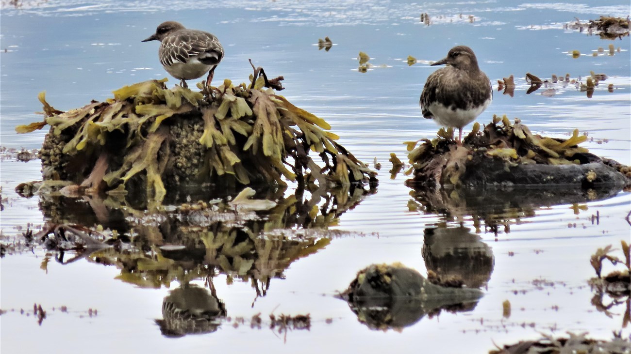 Two shorebirds standing on rocks surrounded by water. The birds are reflected in the water.
