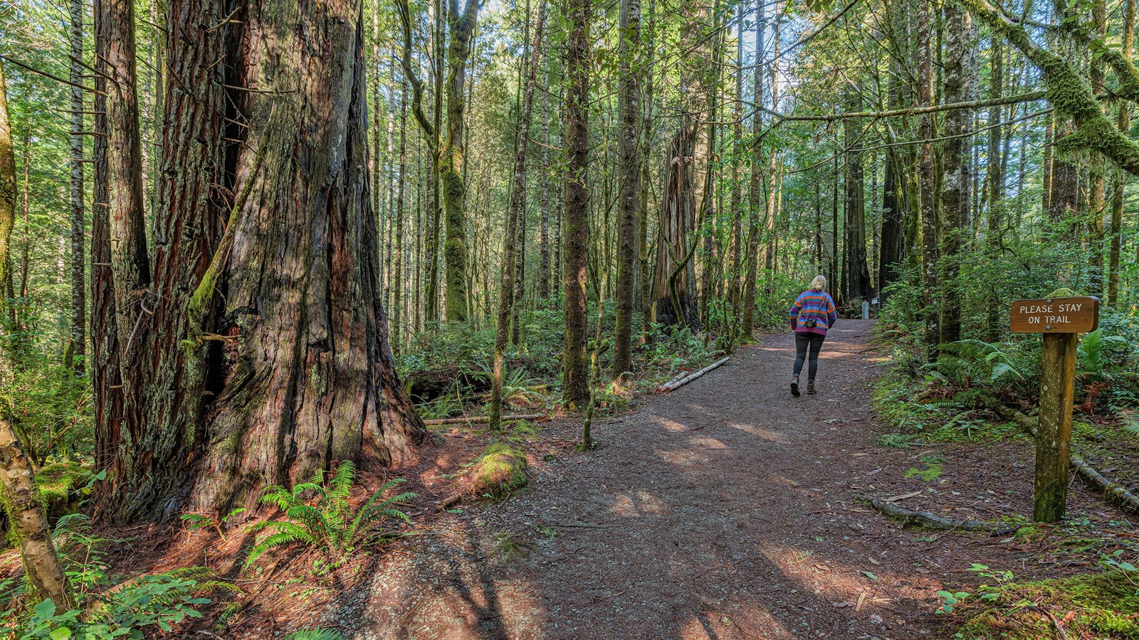 A woman is shadowed by a large Douglas-fir as she walks up the trail.
