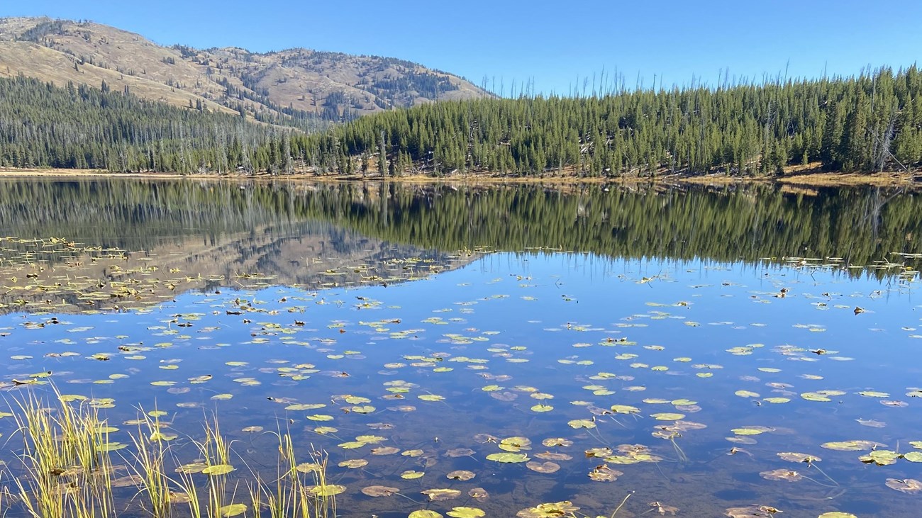 Lily pads sit on a lake with a reflection of the surrounding forests and a mountain in the distance.