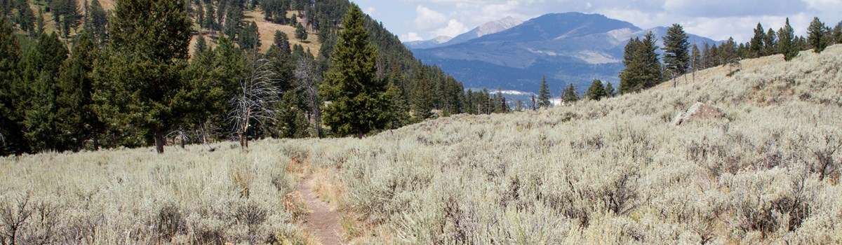 Dirt trail winds through sagebrush with forests and mountains in the distance.