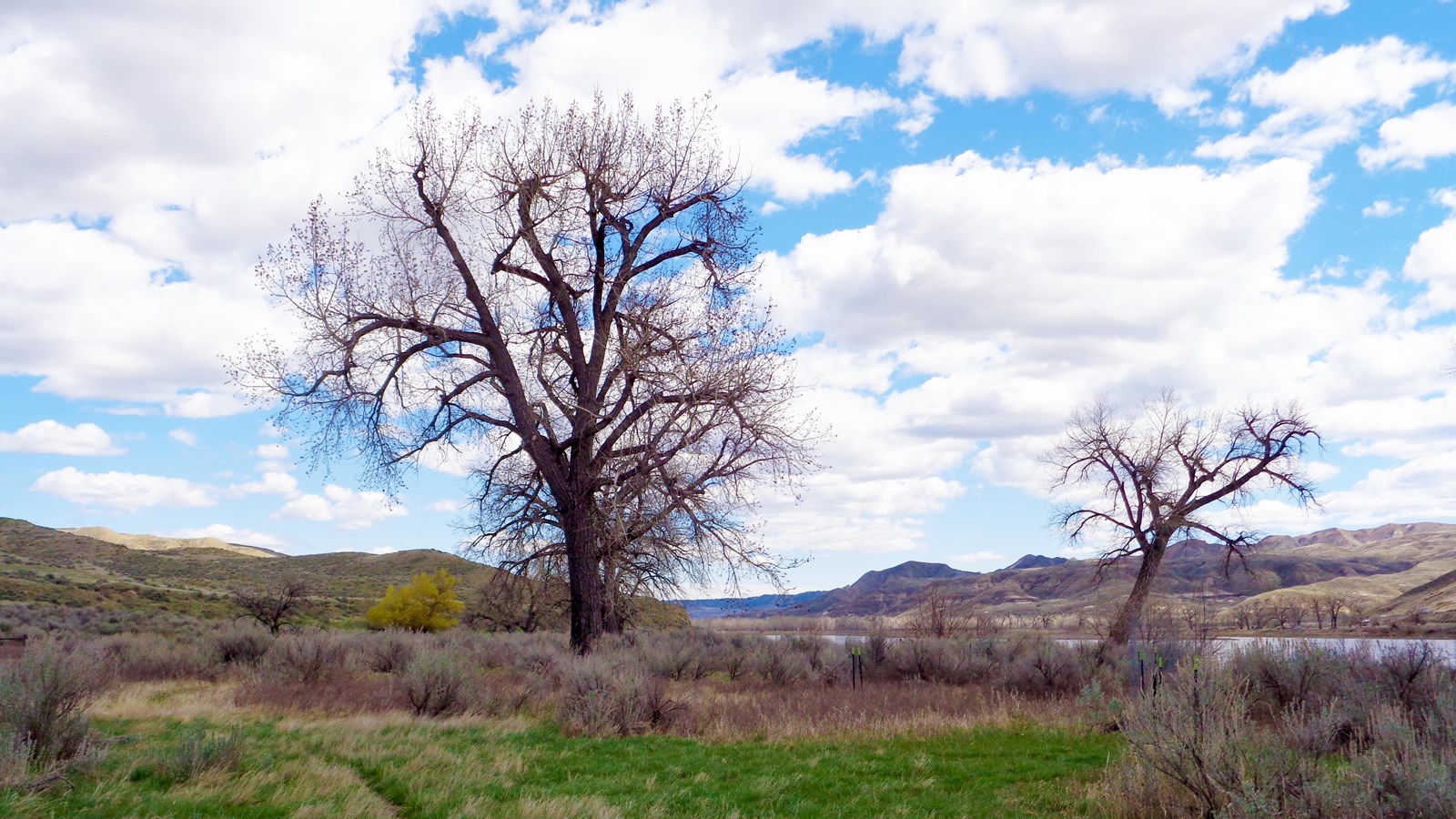 Grassy river bottoms with two large cottonwood trees with river in the background