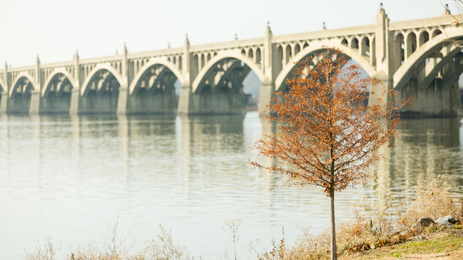 A bridge with arches crosses a river with a sapling on the near bank. 