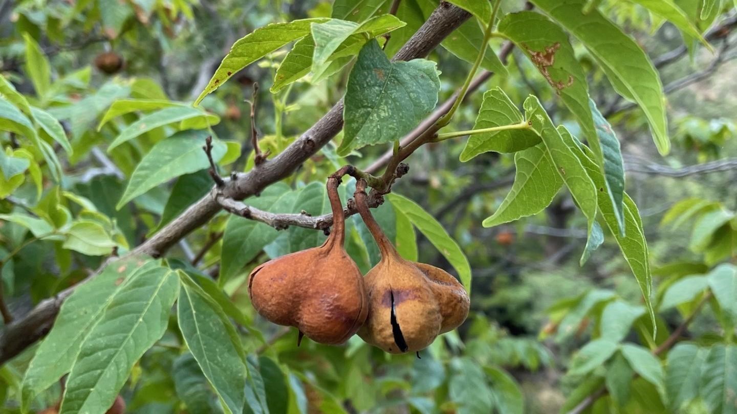 A small tree with long, slender leaves and three-lobed seedpods.