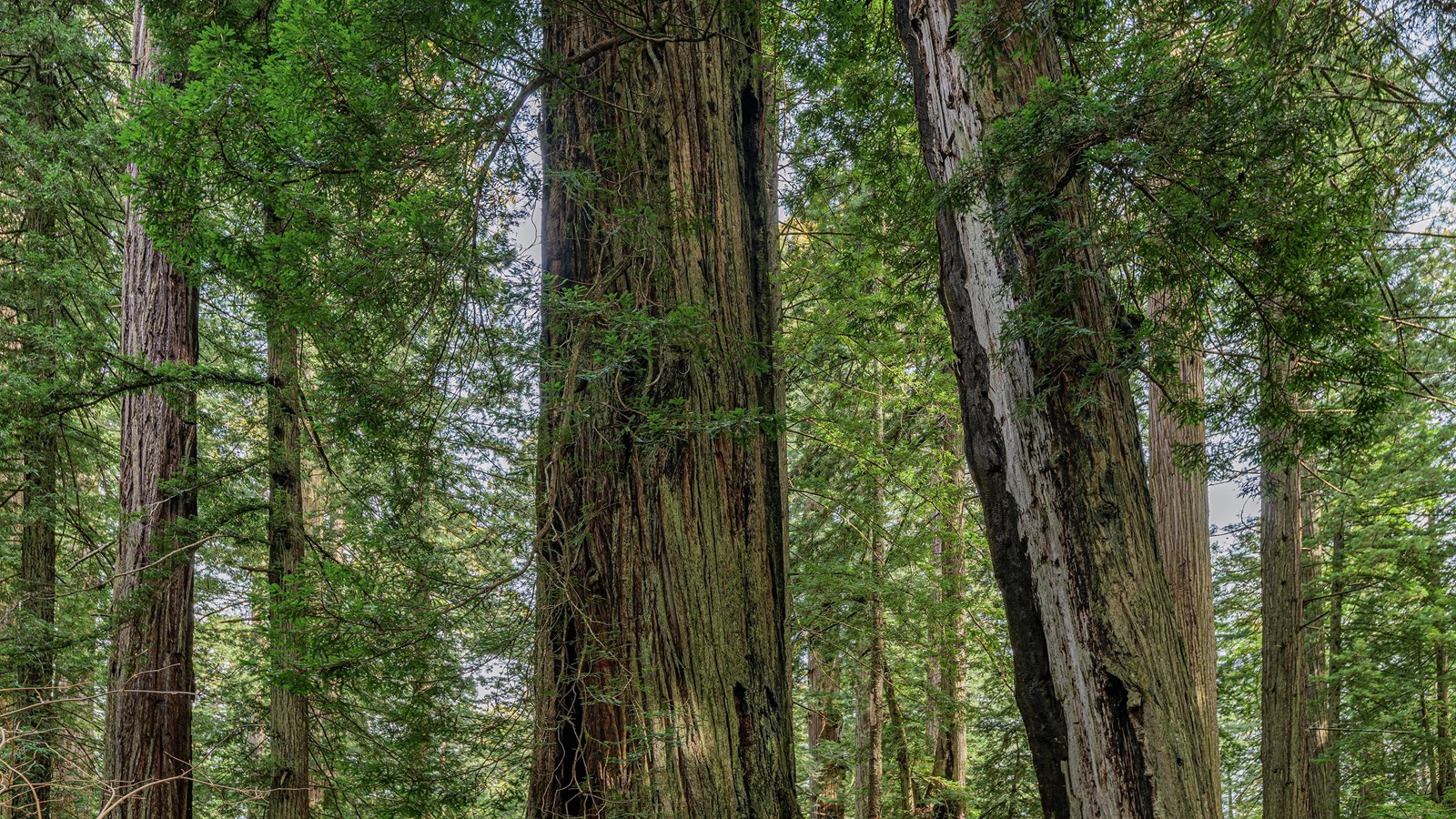 Redwood trees stand tall. A dead redwood leans unsteadily against another large tree. 