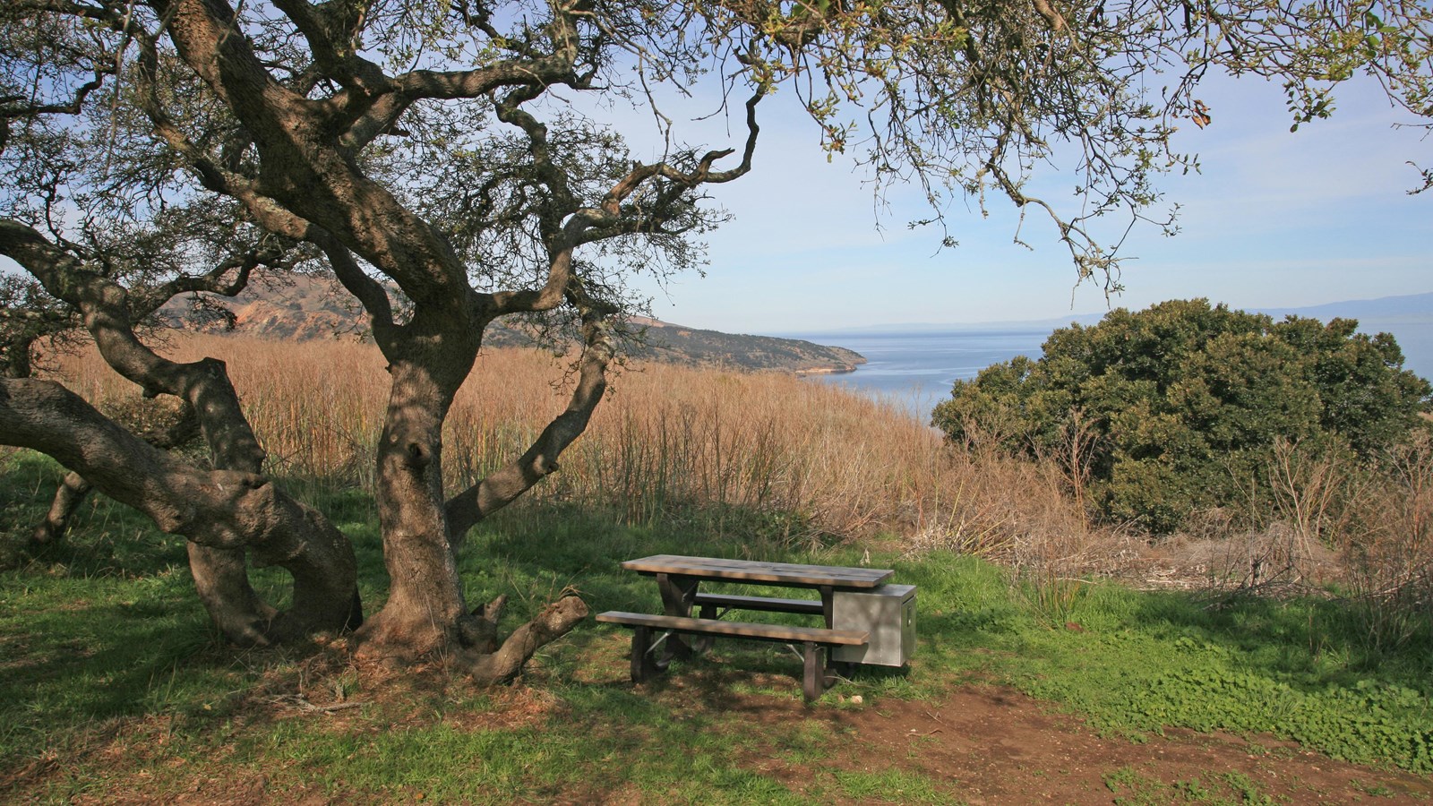 Picnic table next to an oak tree on a hill overlooking the ocean.