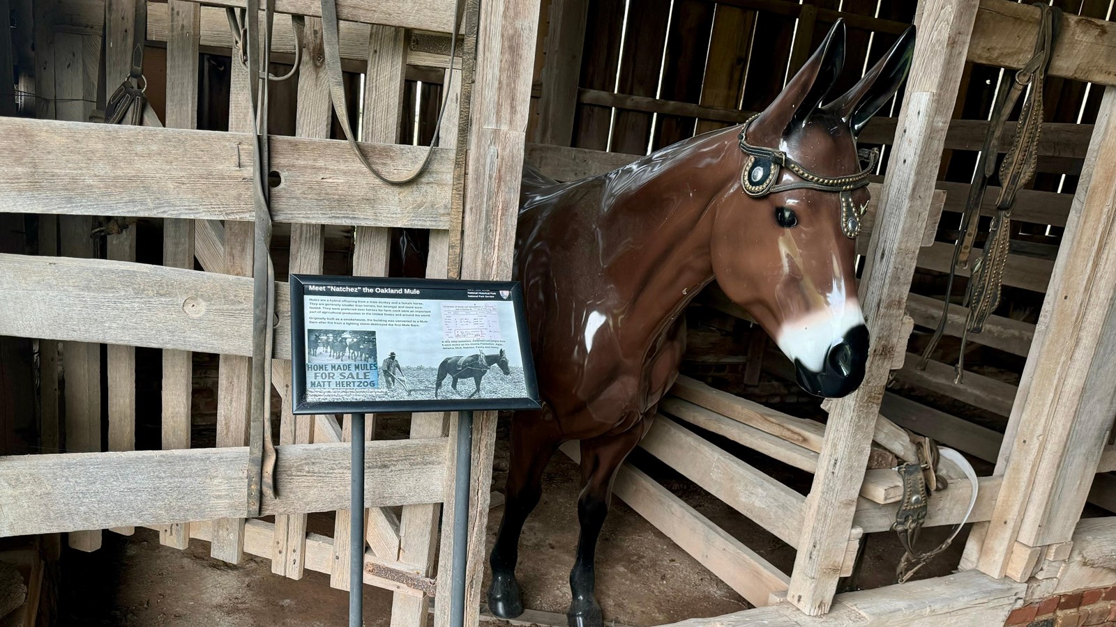 Natchez the mule at Oakland Plantation