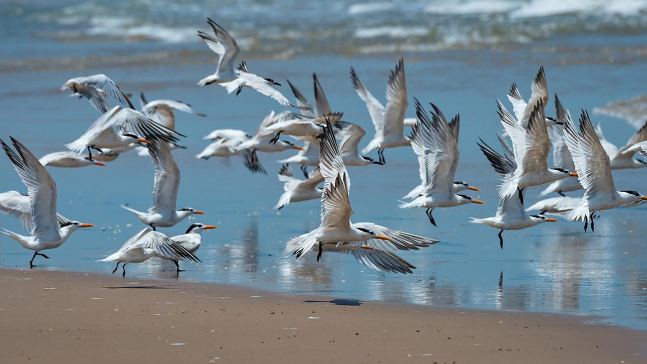 A flock of white birds with orange bills. 