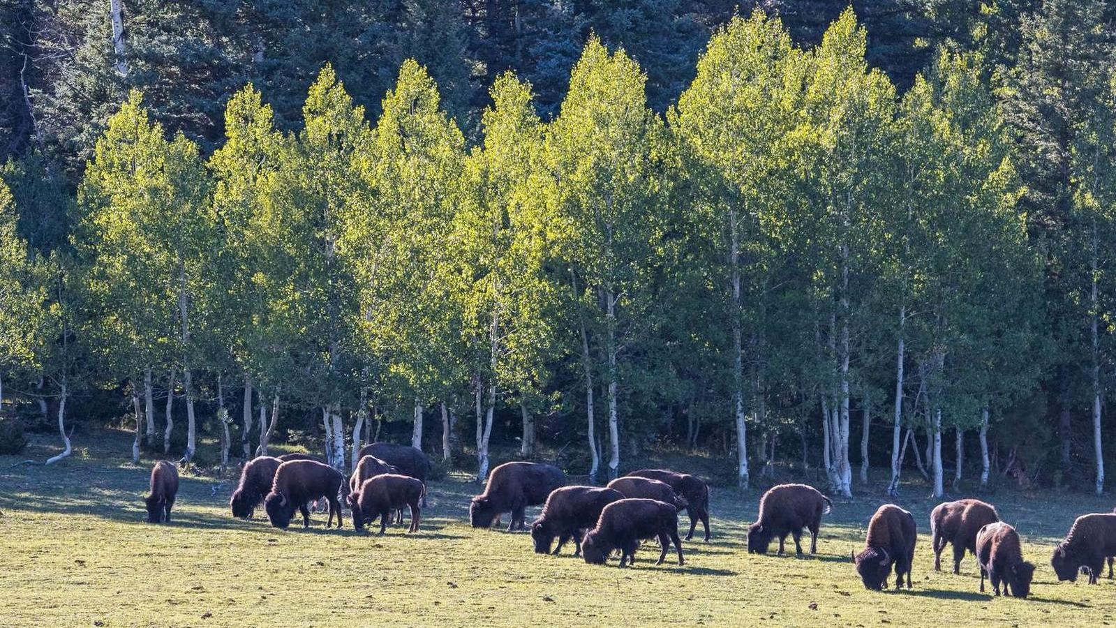 a small herd of a dozen bison are grazing on the edge of a forest with yellow aspen trees.