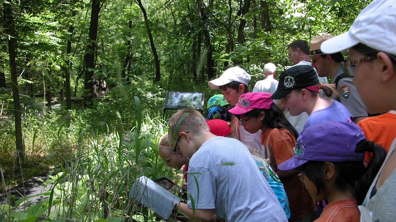 Junior Rangers observing and exploring in the wood..