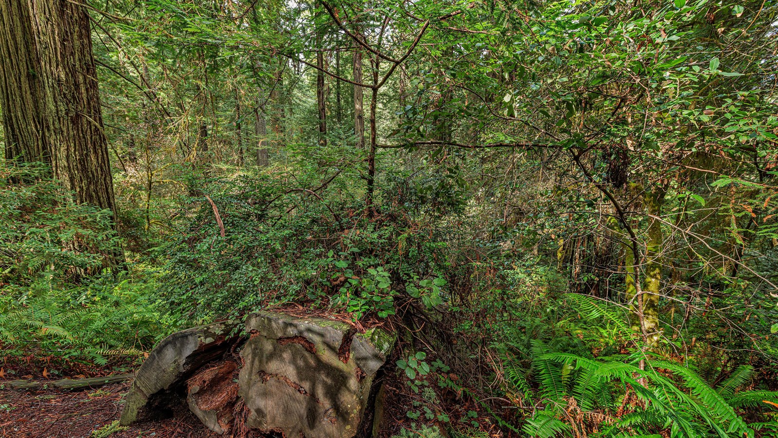 The remains of a log fallen decades ago is barely visible among new growth.