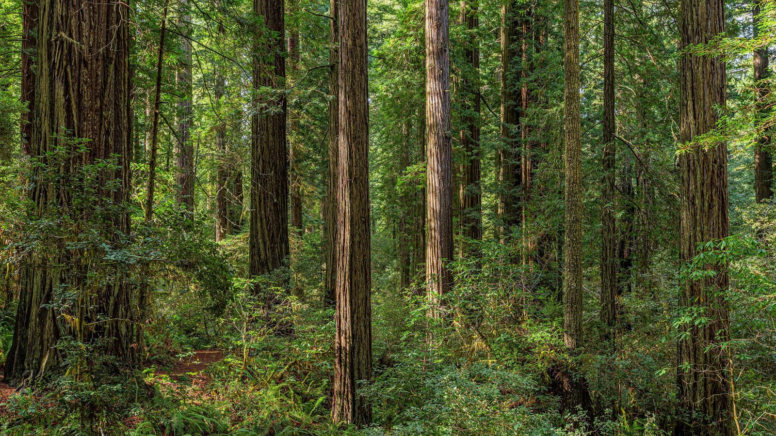 Yellow light shines from pale blue skies through redwood tree towering overhead.