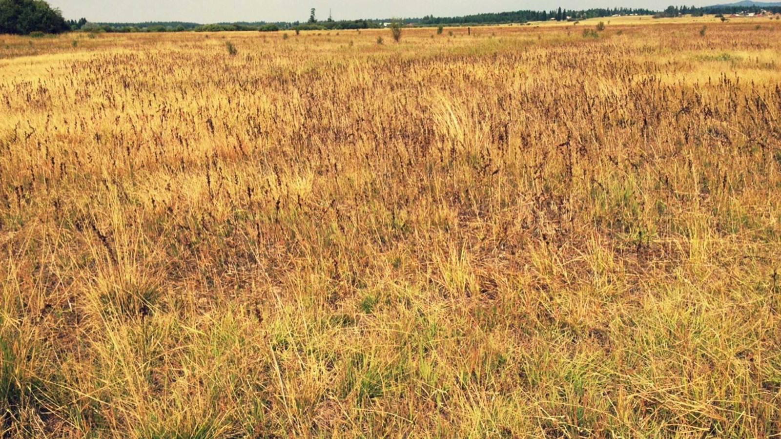 Yellow, brown and green prairie grasses