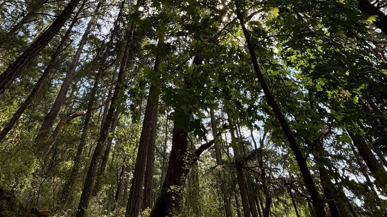 Various tree species in a forest