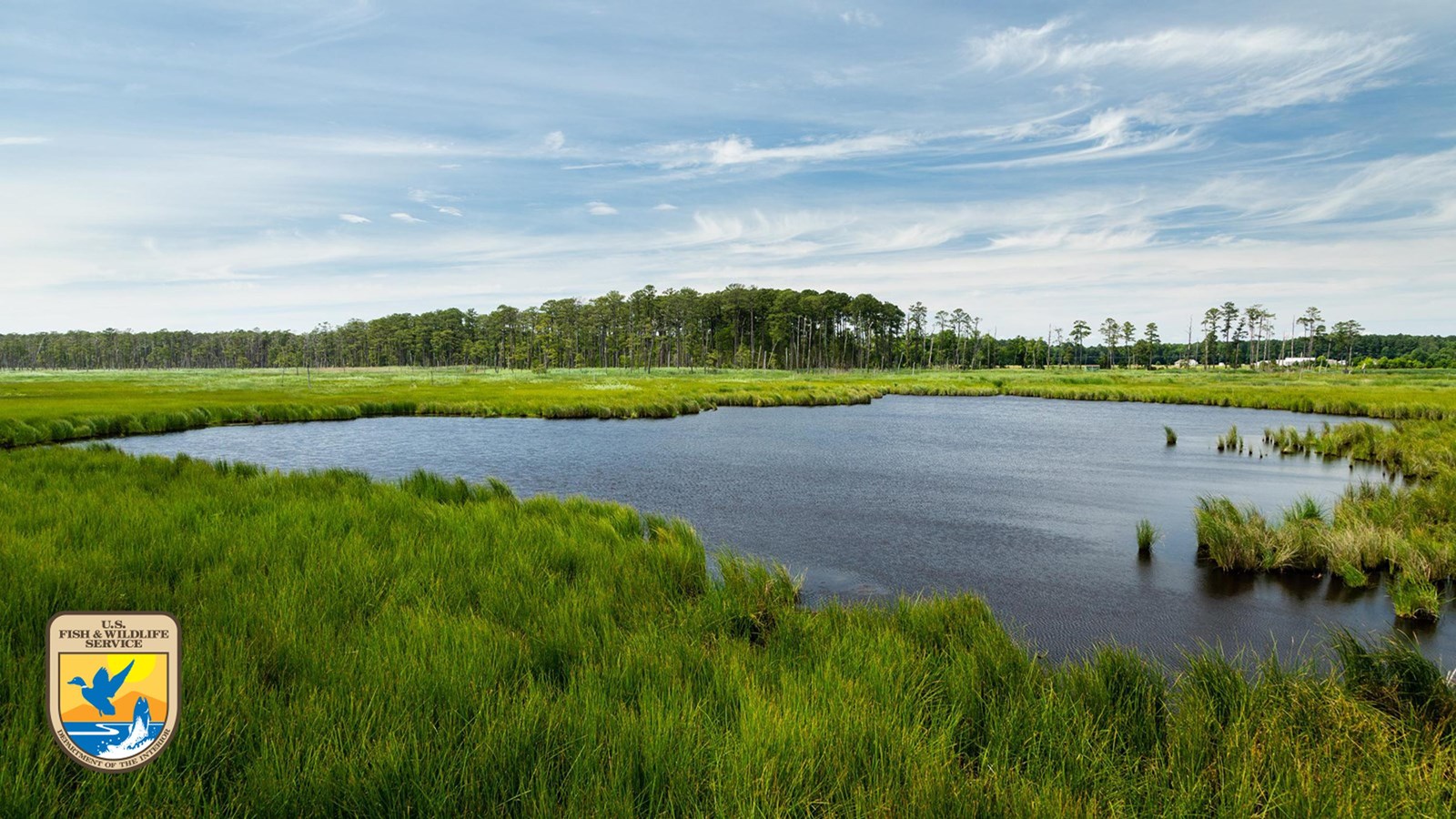 Green marsh grasses in the foreground, water in the middle-ground, and a pine forest on the horizon.