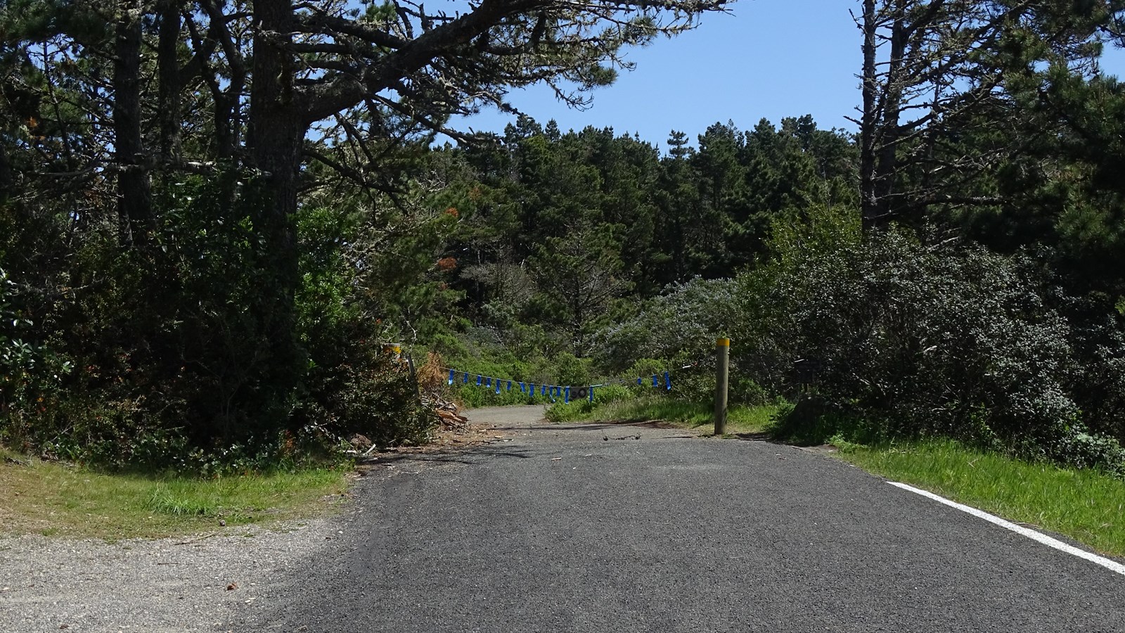 A chain gate with blue ribbons blocks an arrow asphalt road that leads past and towards trees.