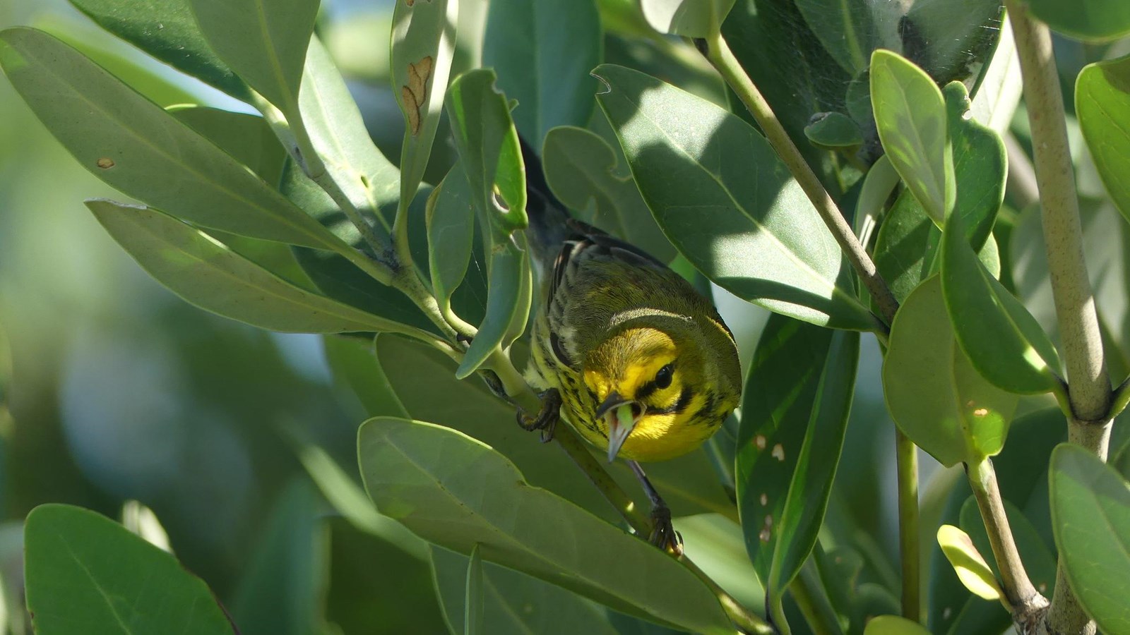 A yellow prairie warbler is perched on branch and swallowing a green caterpillar  perched on branch