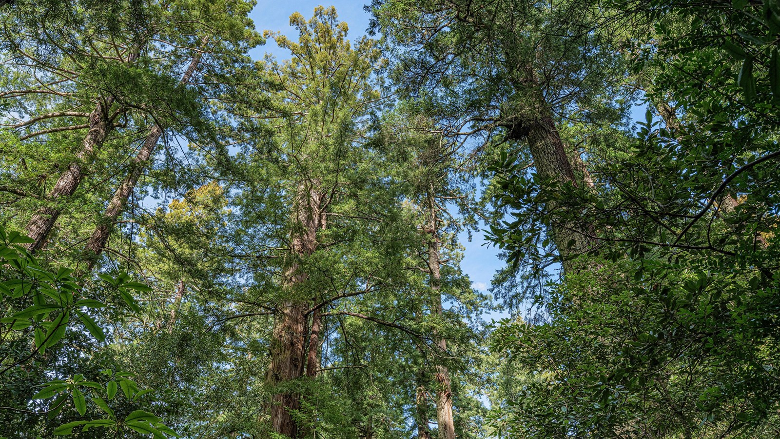 The dense red and green canopy of a redwood shadows the forest.