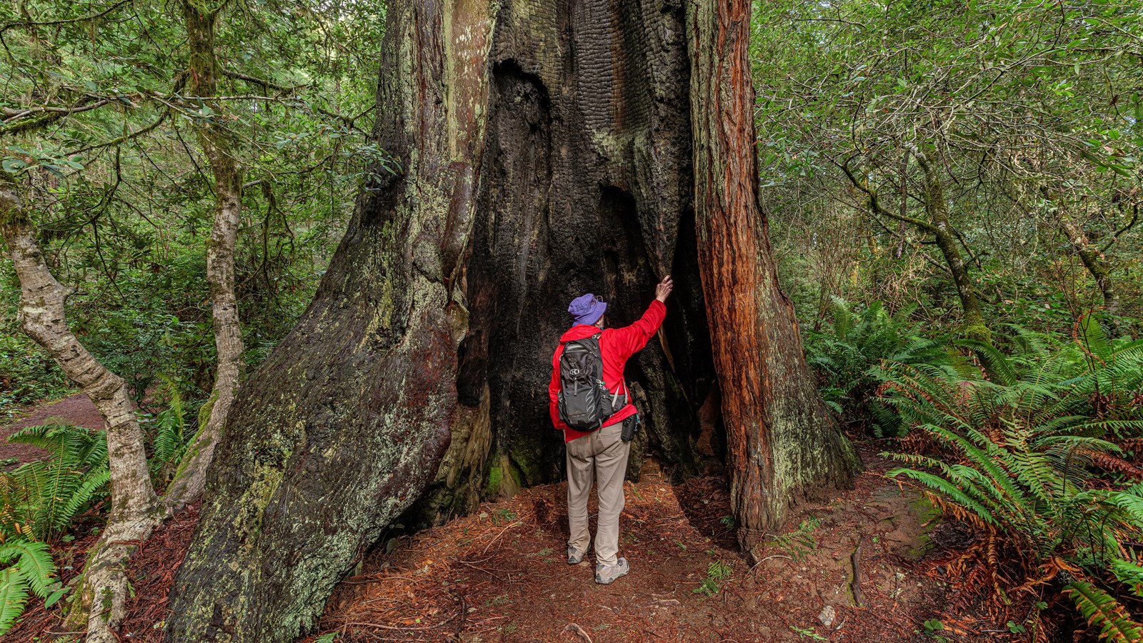 A man stands in a large, hollow, burned out cavity within a living redwood.