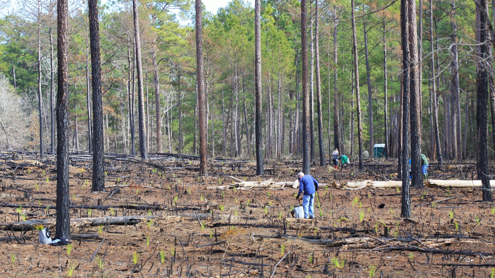 Dozens of young longleaf pine seedlings growing in a recently-burned part of the forest.