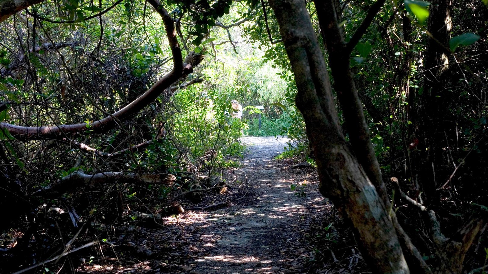 A winding, uneven path through a dense shaded hammock with thick hardwood trees