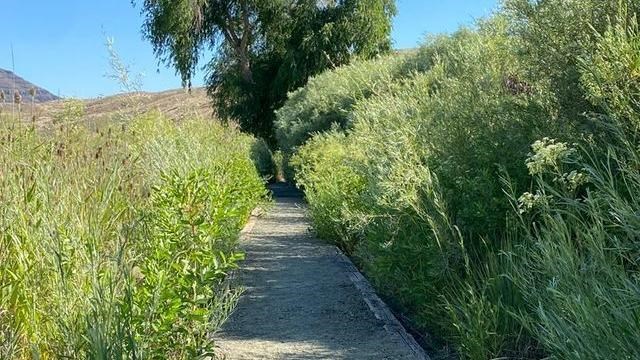A gravel path leading to a tree through tall green grasses