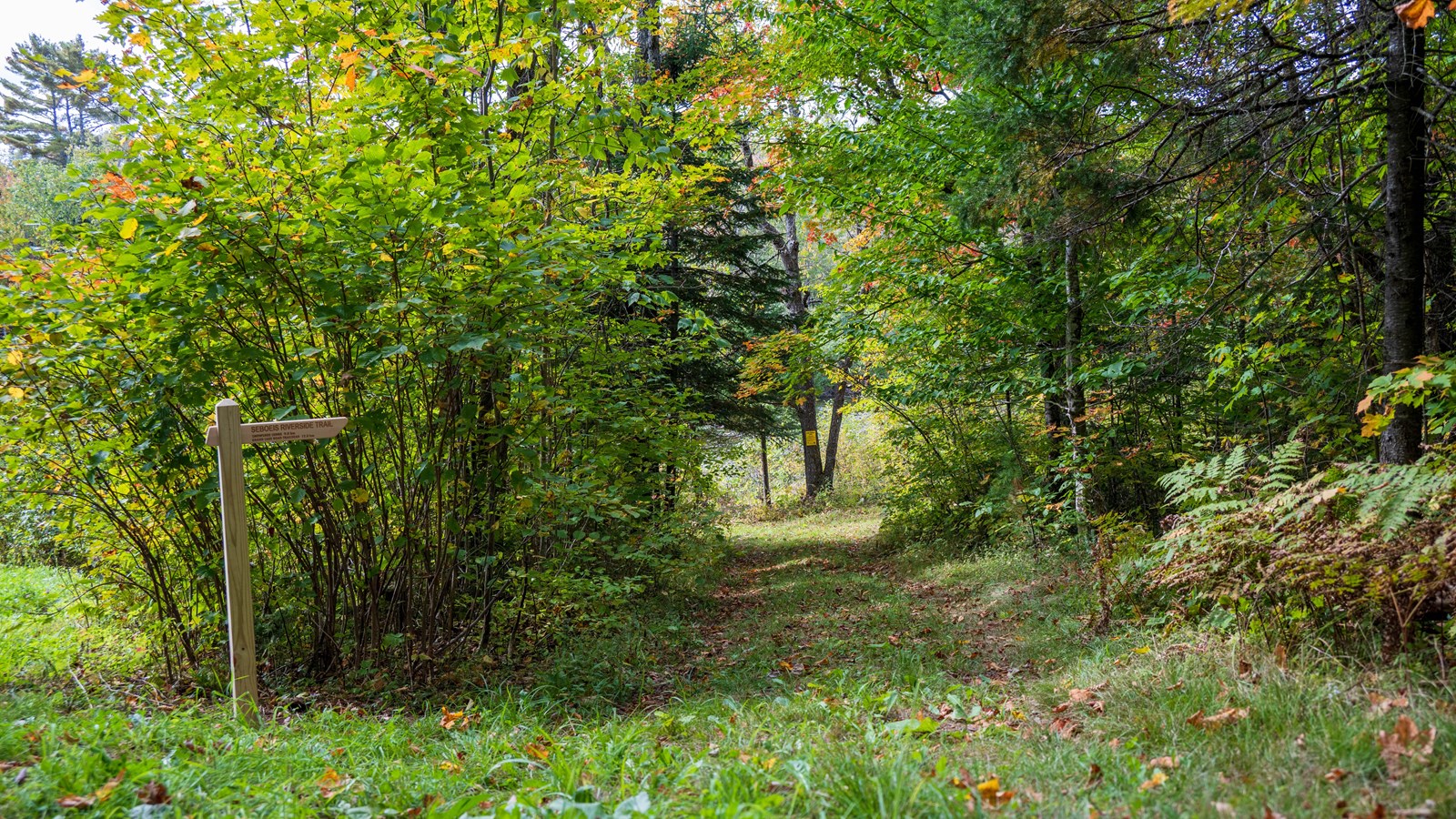 A wooden sign to the left of a trailhead marks the start of the Seboeis Riverside Trail.