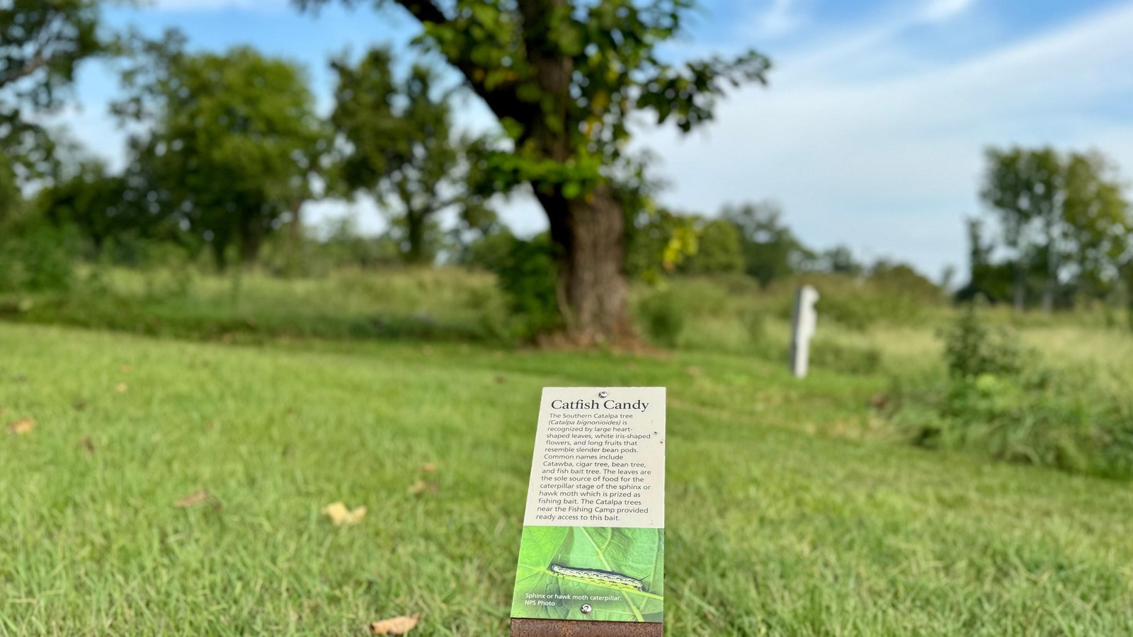 Catalpa Tree used as catfish candy