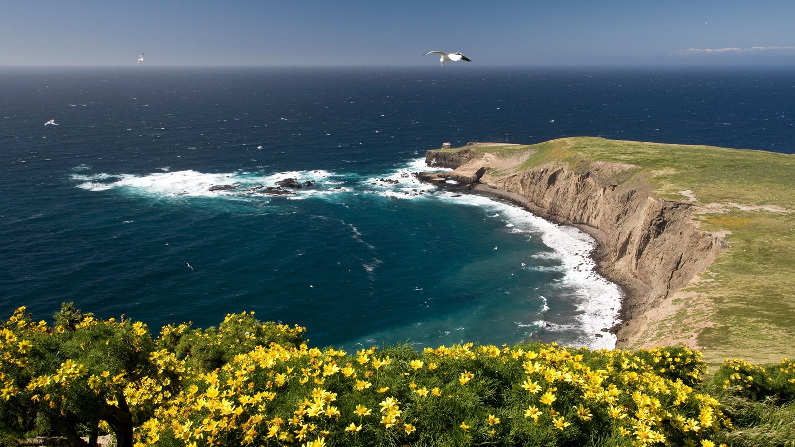 Yellow flowered plant with green leaves on peak with coastline in background. 