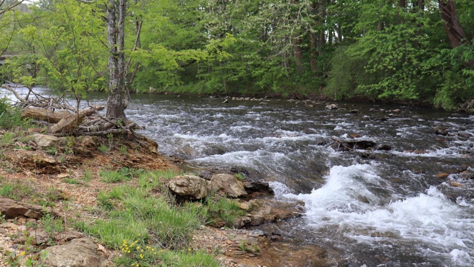 Rapids of a river with trees on either side. 