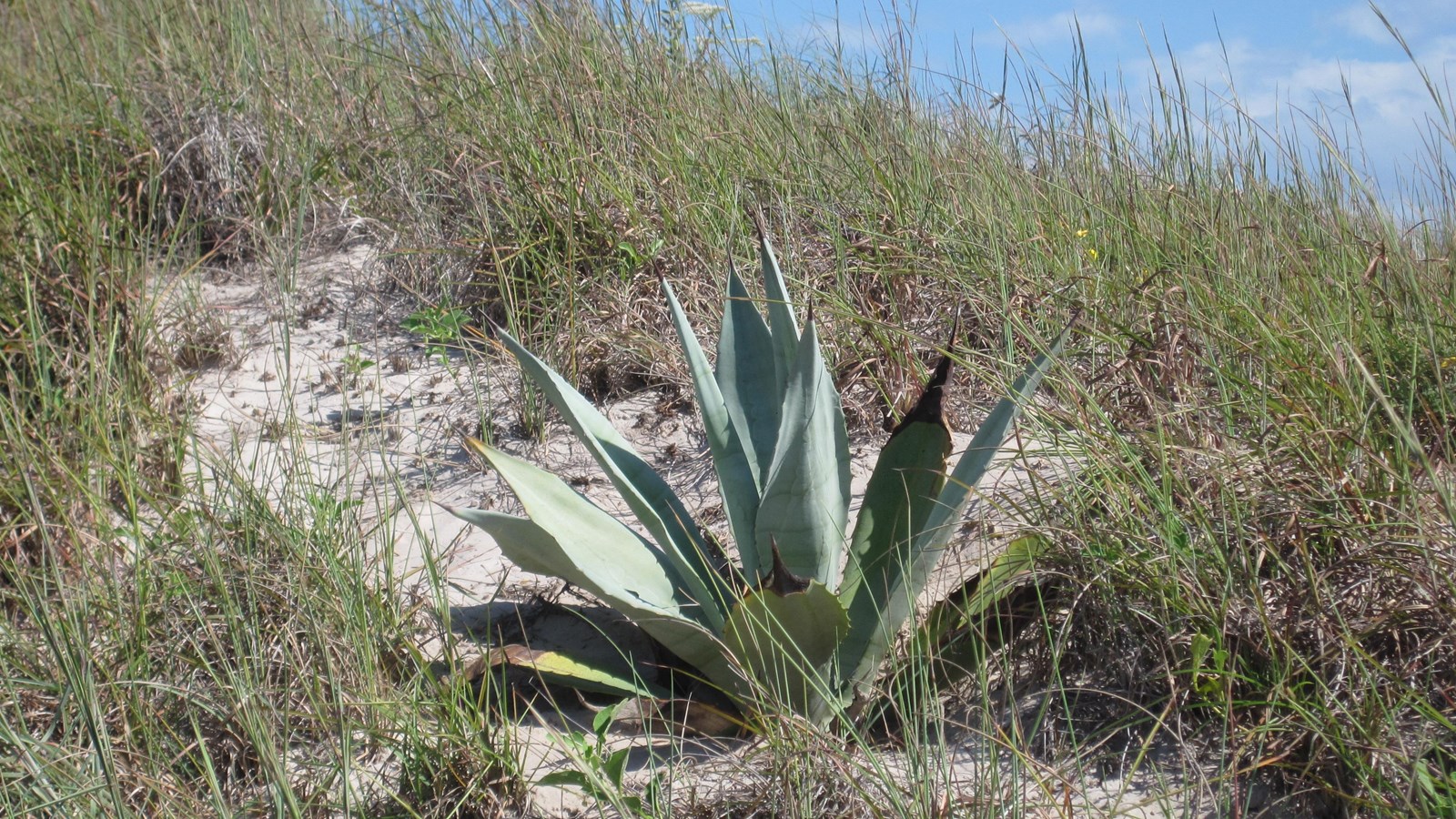 A spiky plant growing on a grass hill. 