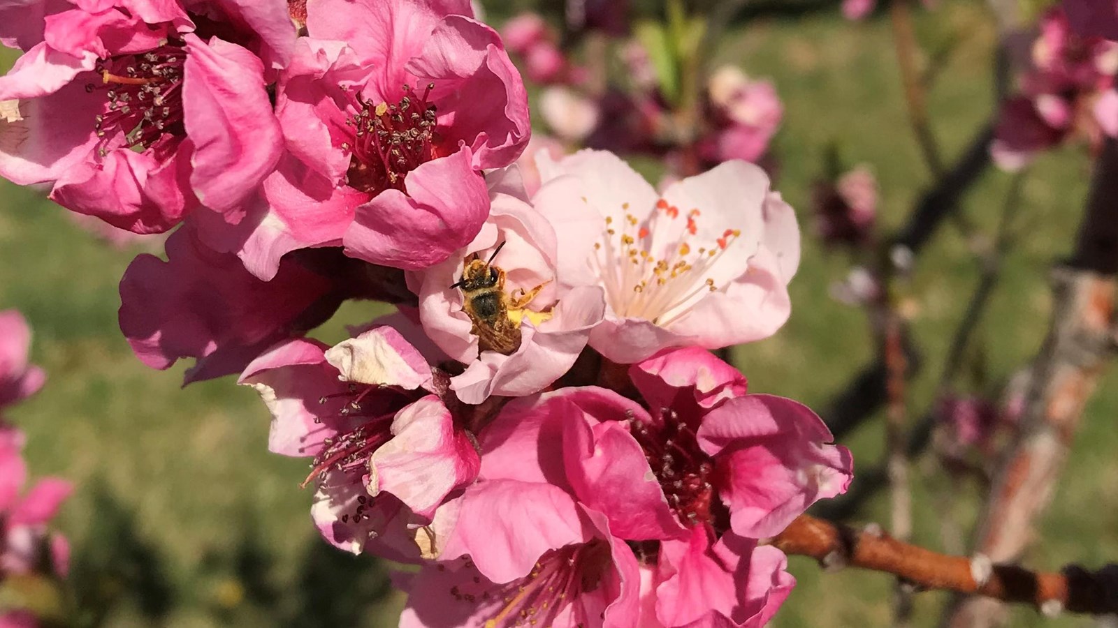 Pale pink flowers with a bee inside one blossom