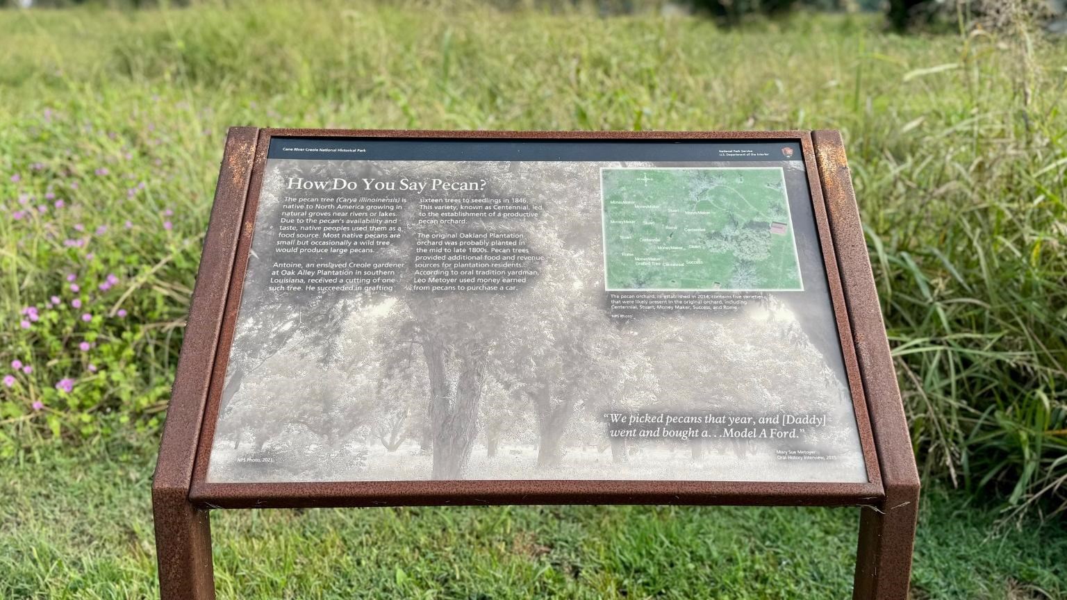 How Do You Say Pecan? Pecan Tree Exhibit
