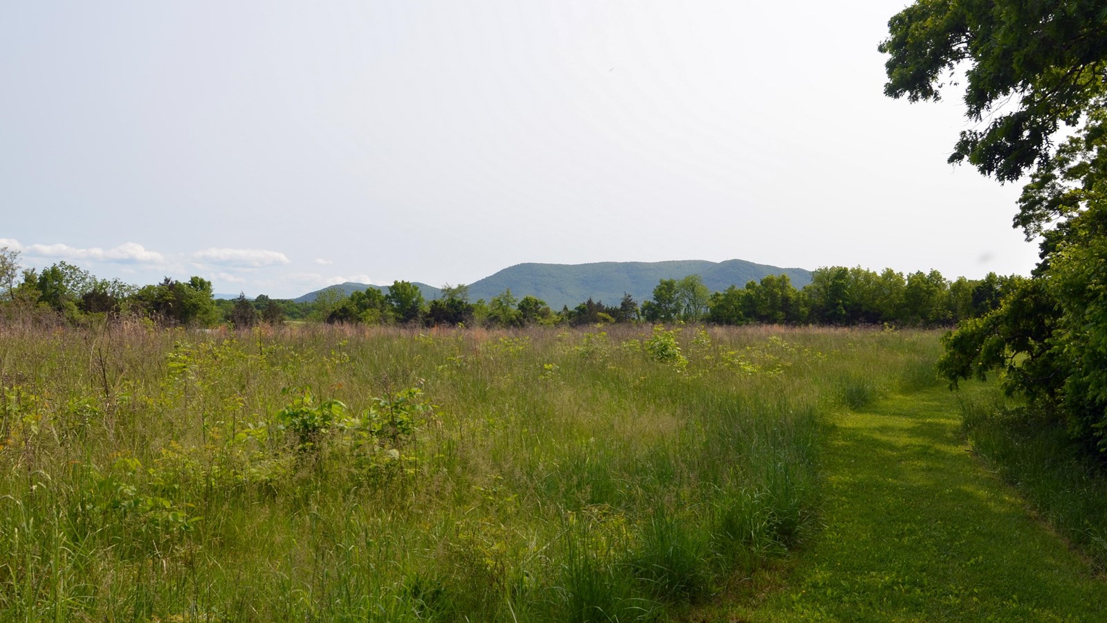A mowed path with the view of a nearby mountain follows the wood line along a field.