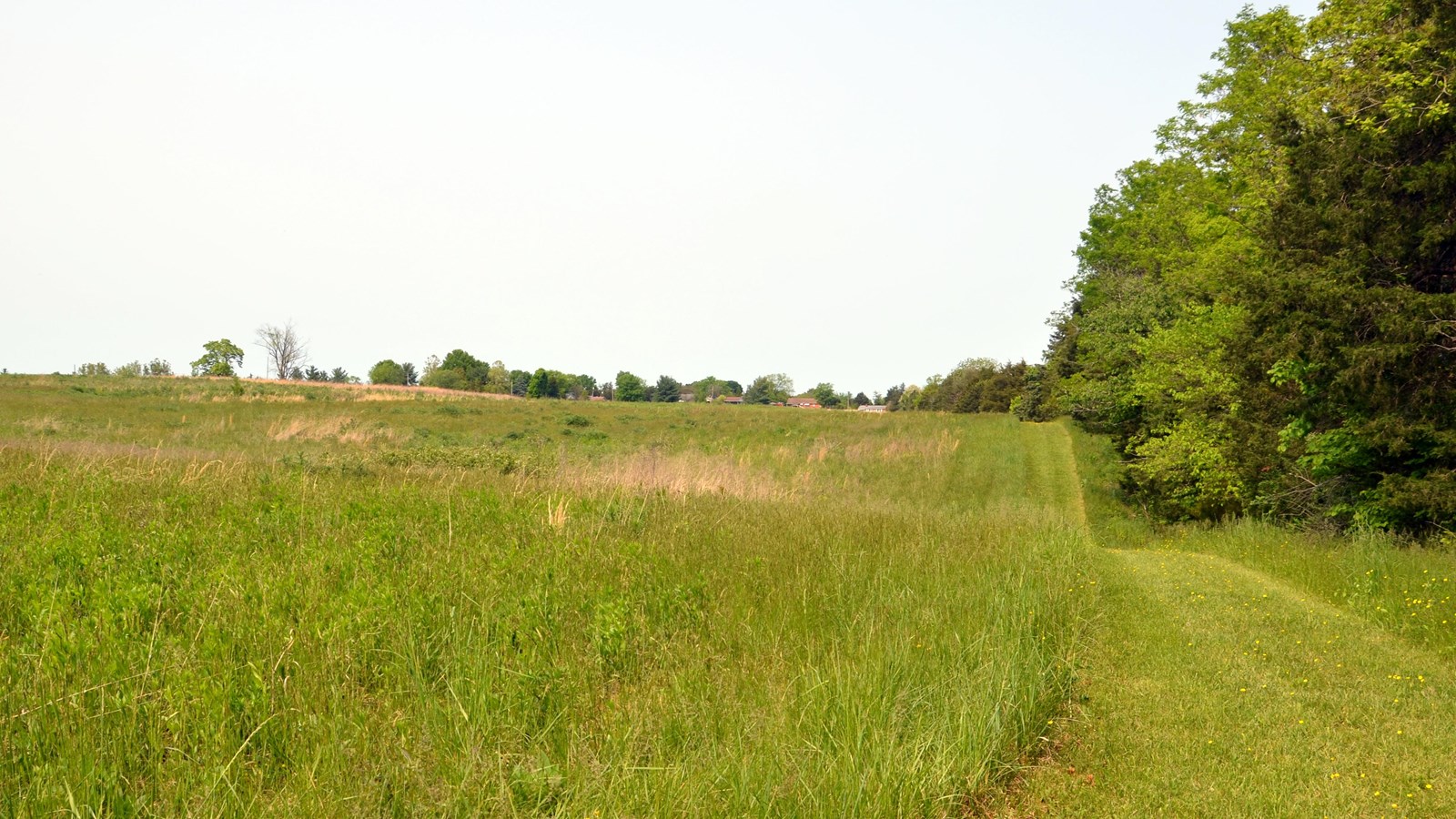 A mowed path follows the wooded fence line of a field. 