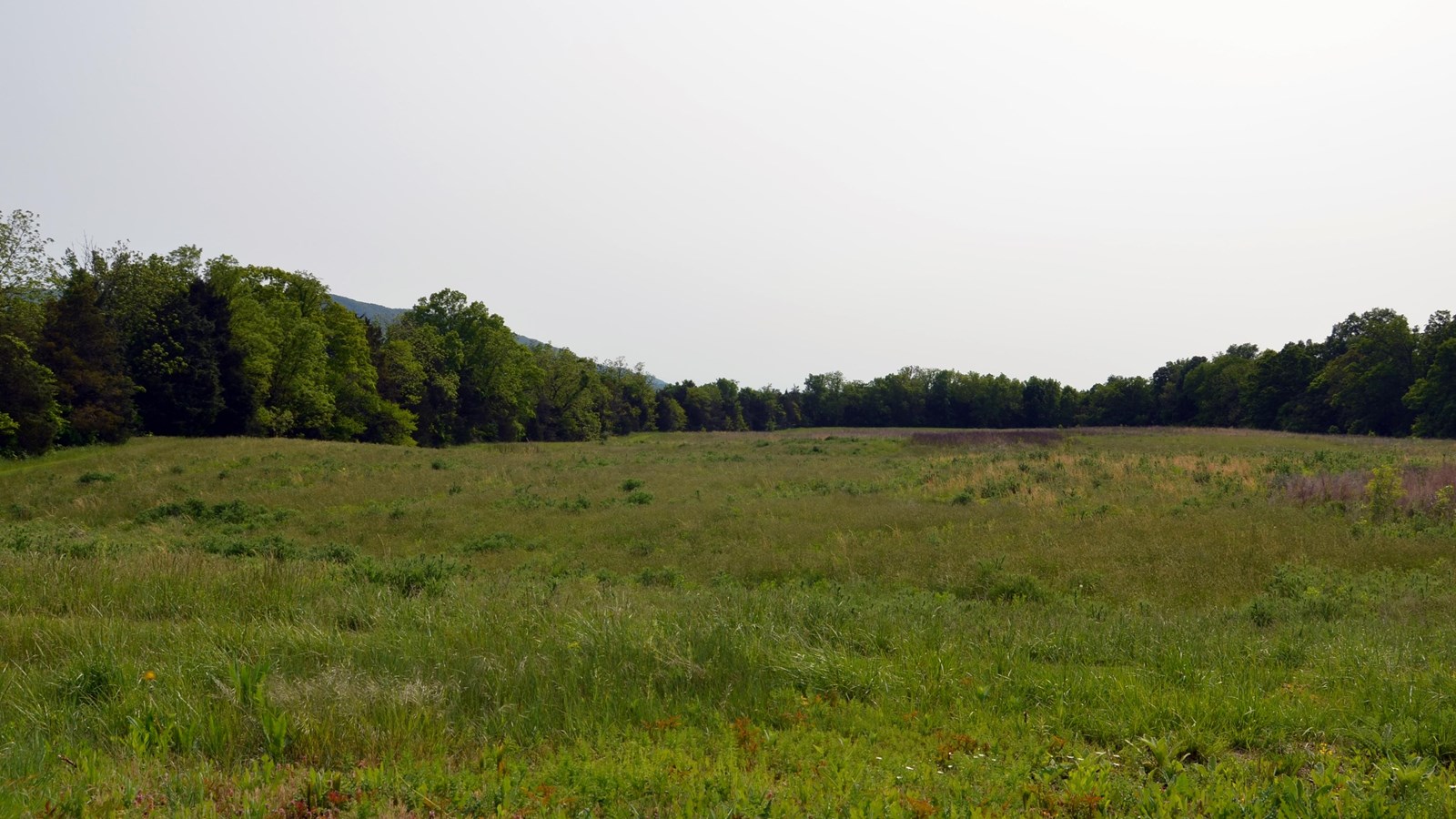 Trees surround a field clearing. 