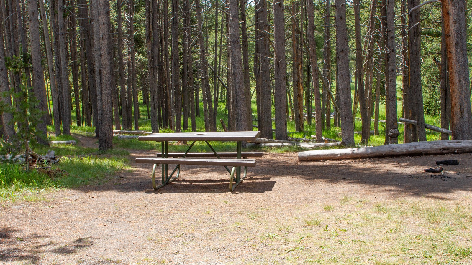 A picnic table in a forest of lodgepole pines.