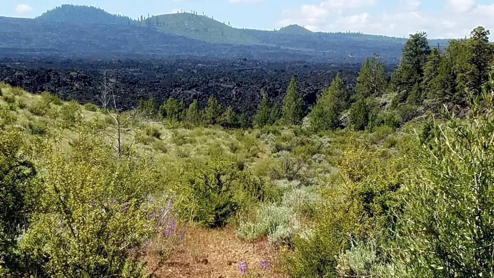 Whitney Butte Trail