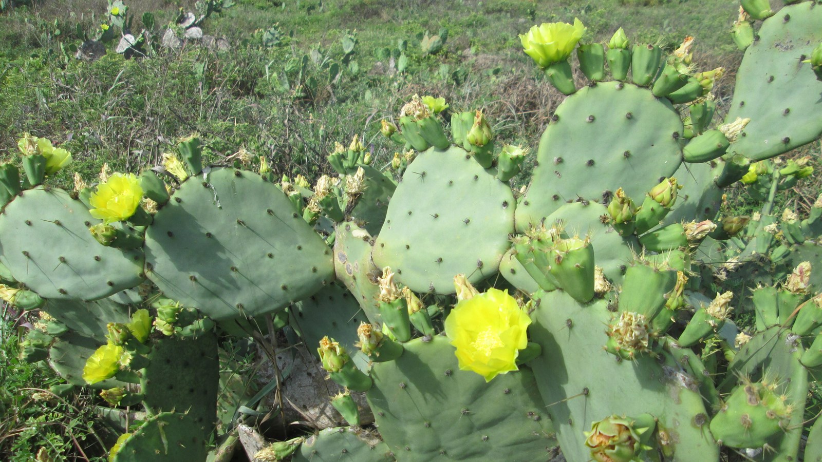 A green cactus with yellow flowers.