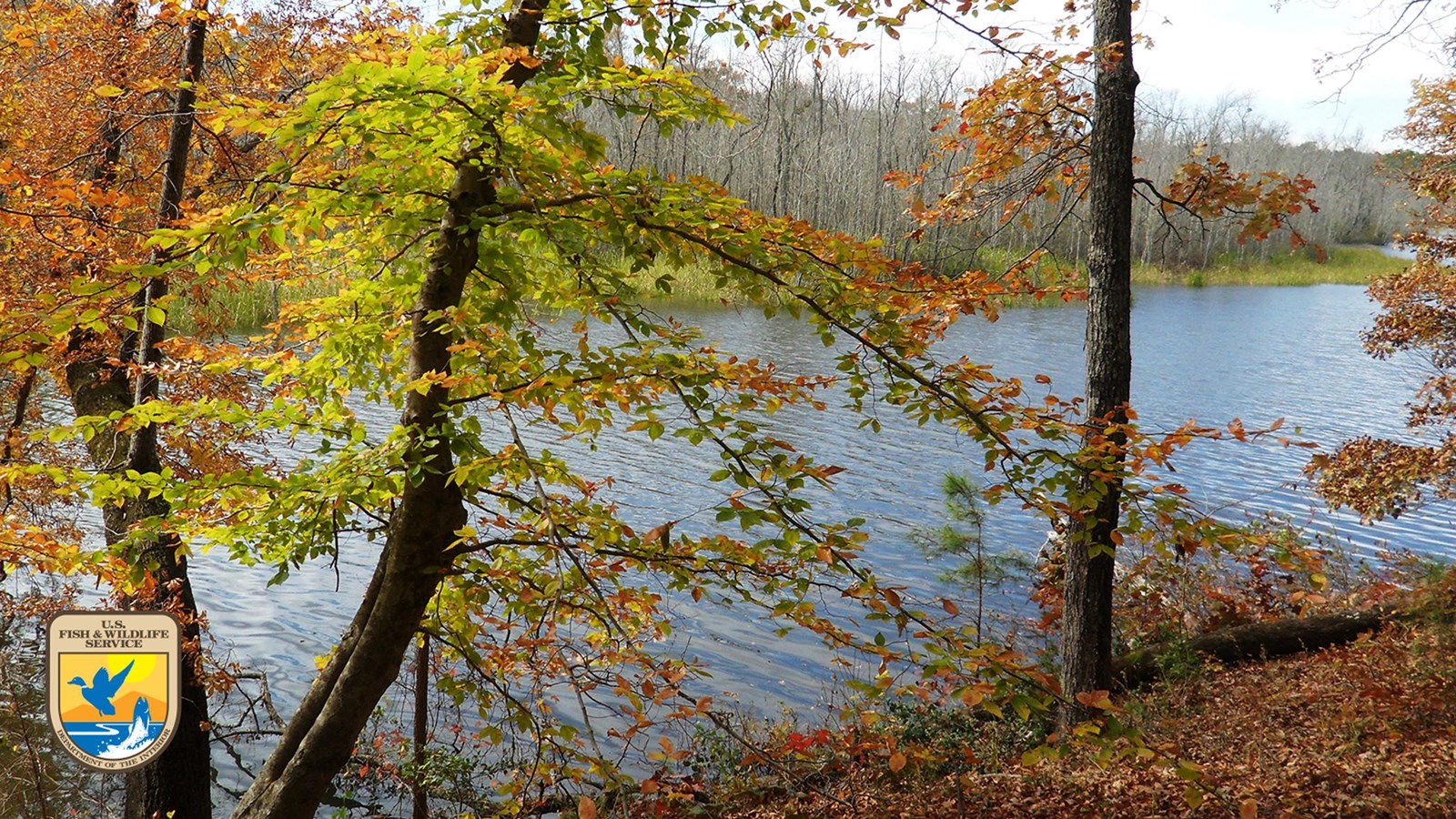 Autumn landscape with trees showing fall foliage by a calm lake; background of leafless trees.