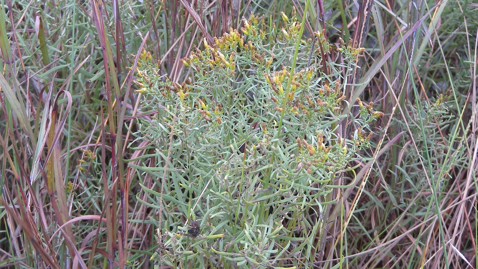 A green bushy plant with small yellow flowers on top. 